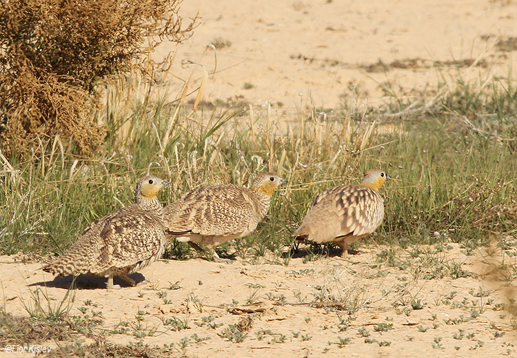 Crowned Sandgrouse Pterocles coronatus ,Ovda valley March 2014,Lior Kislev